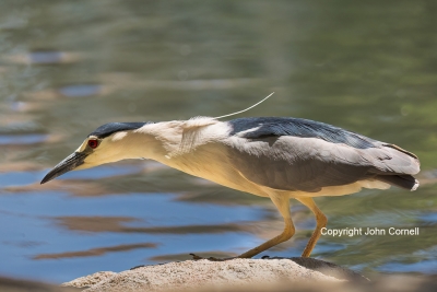Black-crowned-Night-Heron;Nycticorax-nycticorax;One;avifauna;bird;birds;color-im